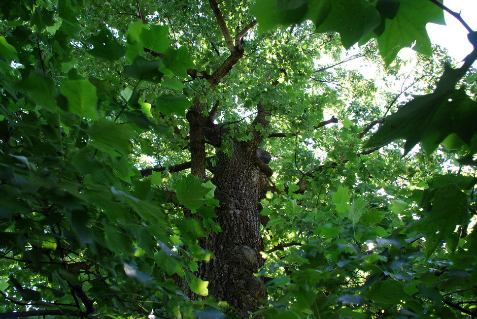 Orto Botanico_152.JPG - LILIODENDRON